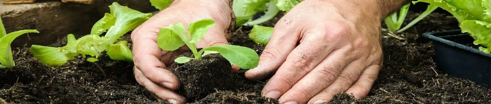 permaculture A pair of hands planting seedlings.