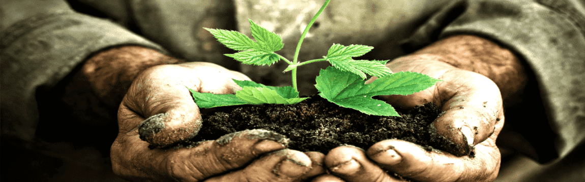 Man's hands with seedling growing from dirt from the ground.