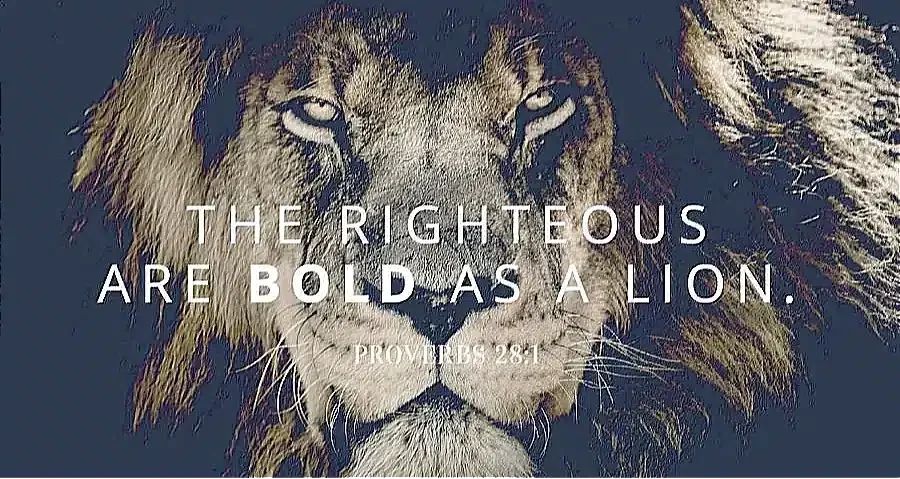Close-up of a lion with a quote overlay that reads, "The righteous are bold as a lion. Proverbs 28:1," conveying the message to be strong and courageous in Christianity.